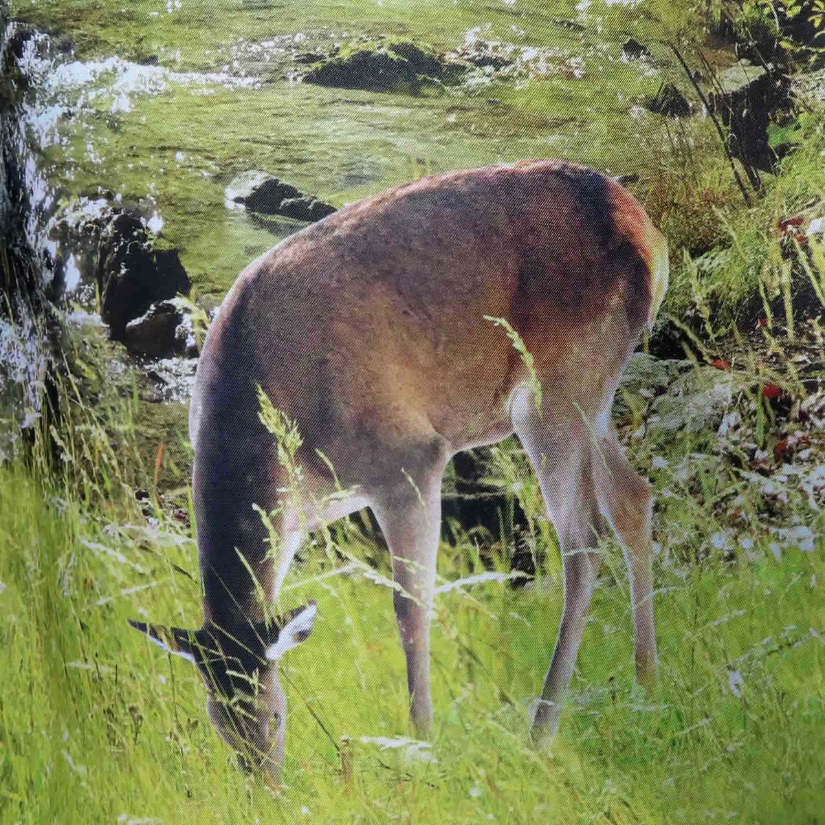 Dirndlschürze "Waldlichtung" bunt